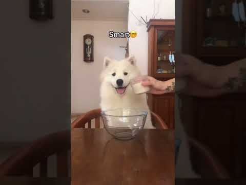 HI.. IAM BELLA THE CUTEST SMARTEST DOG