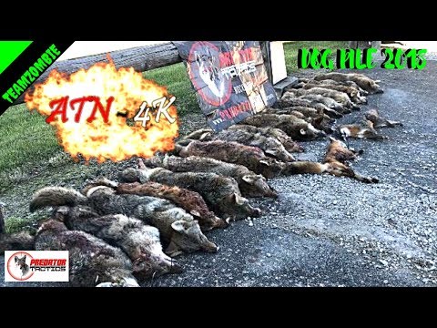 Atn x- sight 5x20 4k pro coyote hunting contest 2018