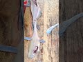 How To Filet Catfish With An Electric Knife Fishing Catfish Trending