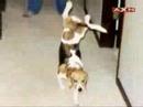 Super Beagle