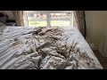DOG DESTROYS HOUSE DONT GET A DOG EVER