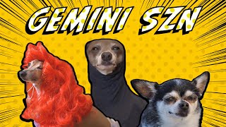 It's Gemini season | Jenna Marbles' Dogs *Happy Birthday Mr. Marbles, Kermit, and Peach*