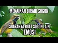SOGON PANCINGAN BUNYI AMPUH