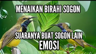 Download lagu SOGON PANCINGAN BUNYI AMPUH mp3