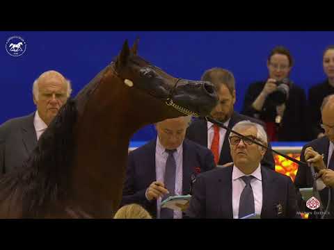 N 156 EQUATOR   Dubai Arabian Horse Show 2020   Stallions 10+ Years Old Class 14