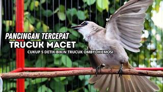 Download lagu Suara Burung TRUCUKAN gacor ROPEL VARIASI NROTOK NGECUPLIK pancingan trucukan agar JADI trucuk GACOR mp3