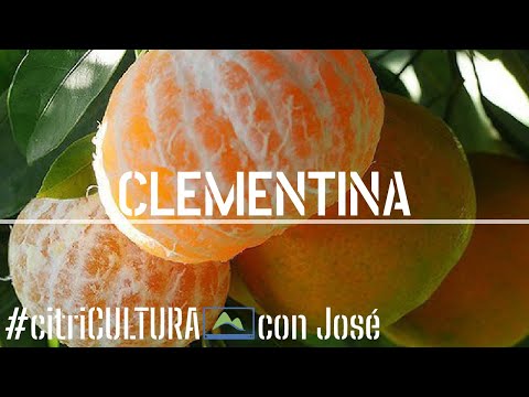 , title : 'Cómo cultivar MANDARINAS 🍊 Así planté 🌱😋 la variedad más dulce de los cítricos 🌳 citriCULTURA #LdN'