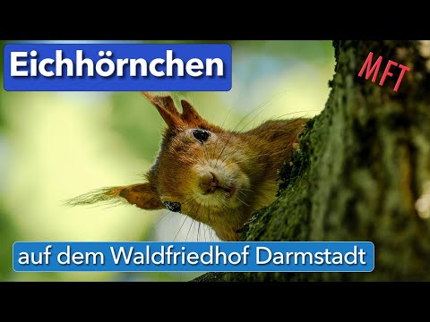 Eichhörnchen auf dem Waldfriedhof Darmstadt