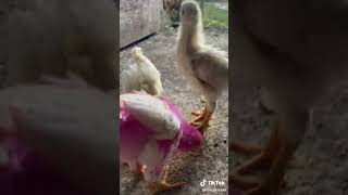 Download lagu Anak ayam warna/warni bisa tumbuh besar. Sumber Tiktok mp3