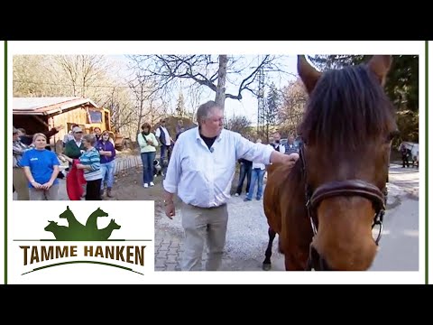 High levels of suffering with a sick horse: Horse owner at a loss! | Tamme Hanken | Kabel Eins