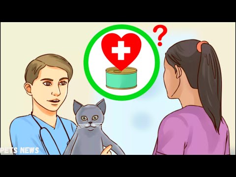 Cat Ear Infections and Common Ear Problems