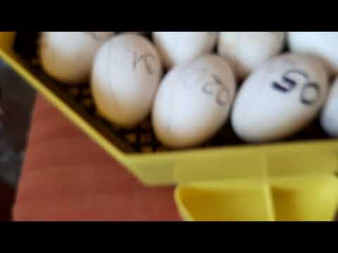 , title : 'Liba és kacsatojás keltetése - Goose and duck eggs hatching'