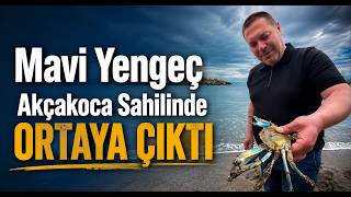 Mavi Yengeç Akçakoca Sahilinde Ortaya Çıktı