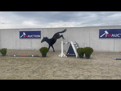 Aegon of Ballmore Jumping