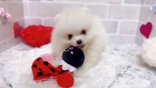 ポメラニアンの動画02