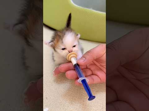 Bottle Feeding Newborn Kittens #shorts #youtubeshorts #trending