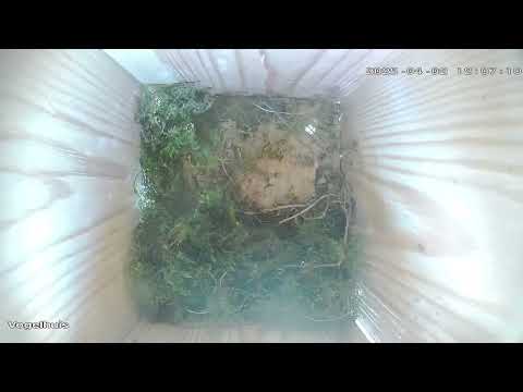 Nestbuilding timelapse birdhouse 2025