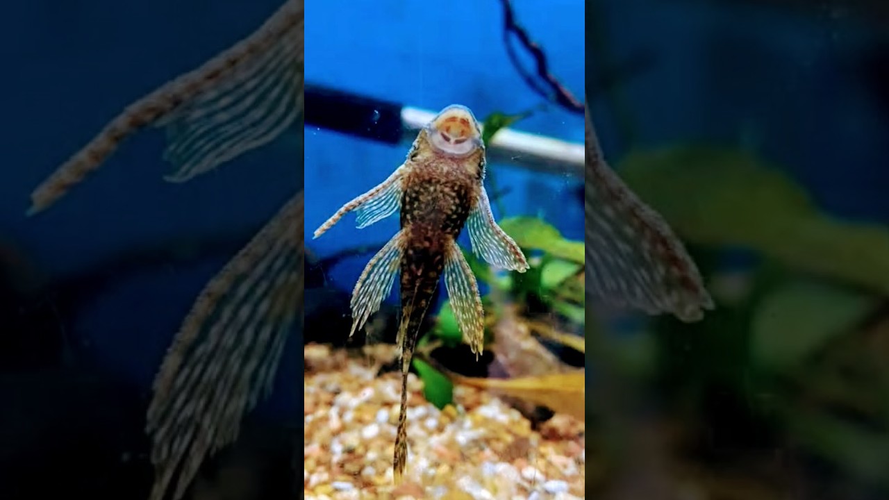 This Aquarium Fish Grow in Big Size #viralshort