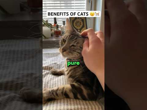 Benefits of having a cat in Islam! 😺 #islamicshorts #cat #shorts