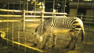 preview picture of video '夢見ヶ崎動物公園＊Bee -toy digital camera 8mm movie'