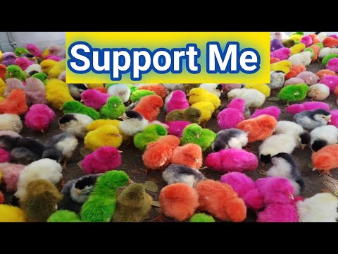 COLOUR CHICKS 🐣 | Colour Chick Video | Hen Videos