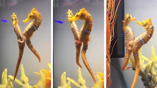 Loved-Up Sea Horses Mate Together