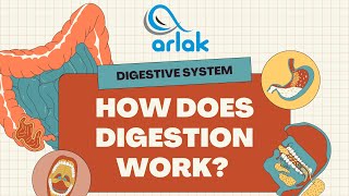 How does digestion work | Arlak Biotech