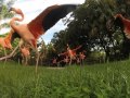 Flamingo Stampede
