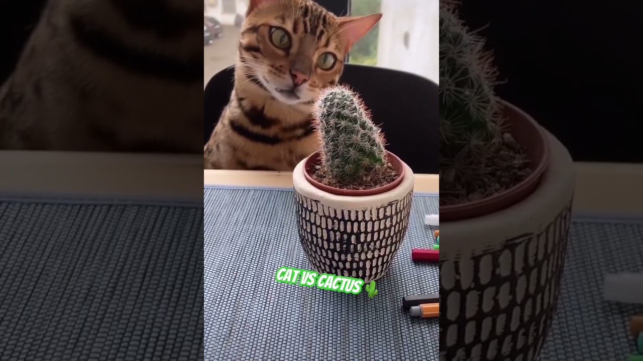 Cat Vs Cactus #cat #cats #kitten #kittens #cactus #pet #pets #animals #cute #animals
