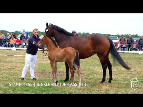 Fohlenschau 2018 | Hengstfohlen | Dinken - Nekton - Cassini II | Stamm 4255 | Ocke  Früchtnicht
