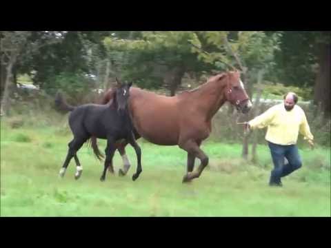 *2016 Stute von Le Vivaldi - Wanderbursch II SOLD!!!