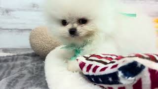 ポメラニアンの動画01