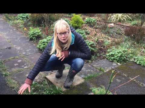 Roots & Resilience: Dreich days.