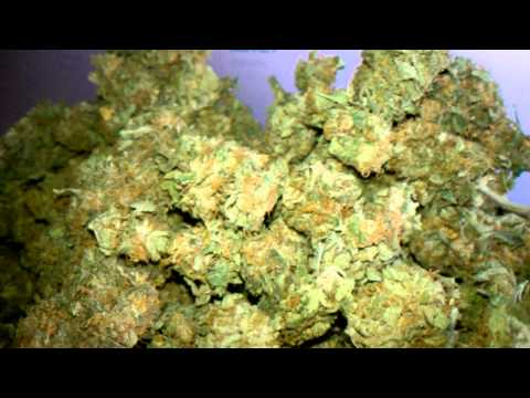 NatGeo:100% Organic & Chemical Free OG Kush