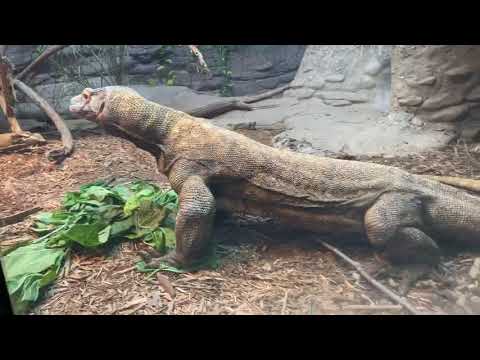 Home Safari - Komodo dragon - Cincinnati Zoo
