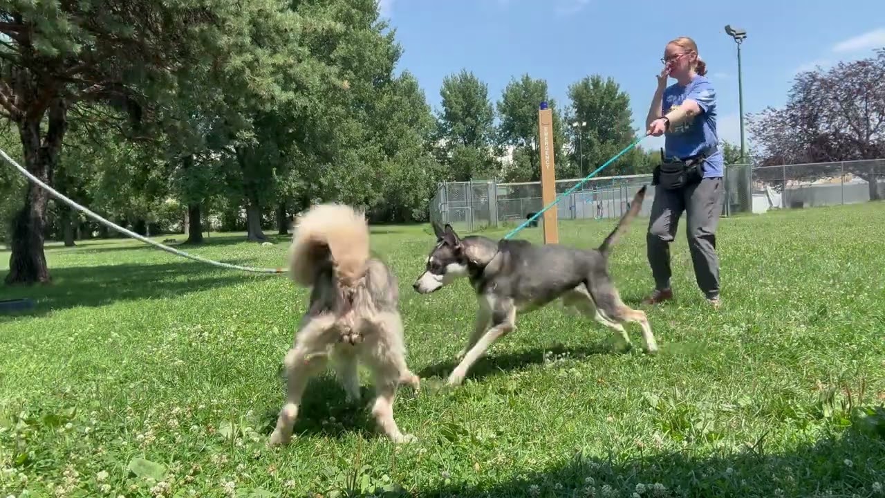 San Diego's Leash Test