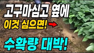 고구마심고 옆에 이것 심으면 대박! 작은텃밭 효율적으로 돌리는 방법
