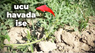Karpuzda HASTALIĞA Dikkat! - Sulama ve İlaçlama ile İlgili 2 PÜF Nokta