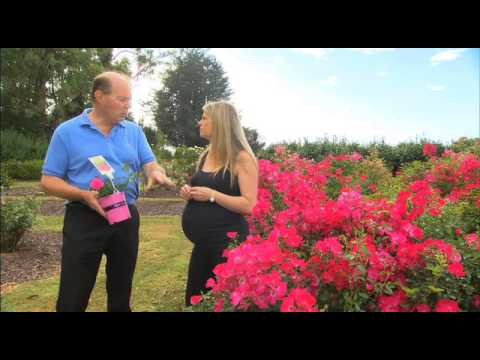 The Garden Gurus - Flower Carpet Roses