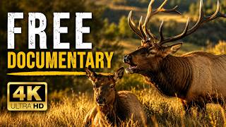California's Giant Redwoods & Madagascar's Spiny Forest | FULL DOCUMENTARY | Free Wildlife Movie
