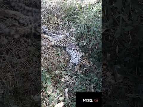 Filhote de onça pintada é encontrado morto em Wenceslau Braz PR