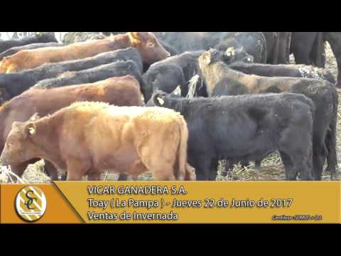 22-06-17 Venta de Invernada - Vicar Ganadera S.A. - Toay