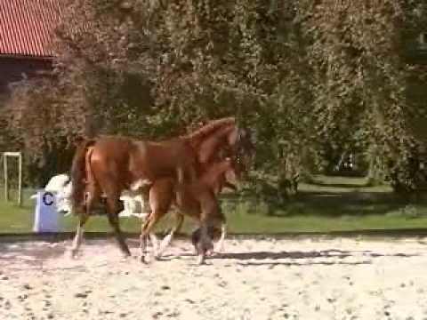 Belissimo M Stutfohlen *2011