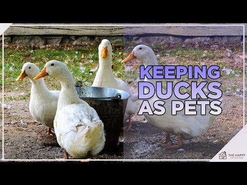 , title : 'You Need To Know This Before Keeping Ducks as Pets'