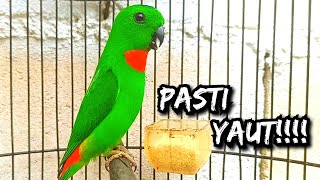 Download lagu PASTI YAUT!!!! Suara Pikat Serindit Memanggil Lawan Pasti cepat  Datang mp3