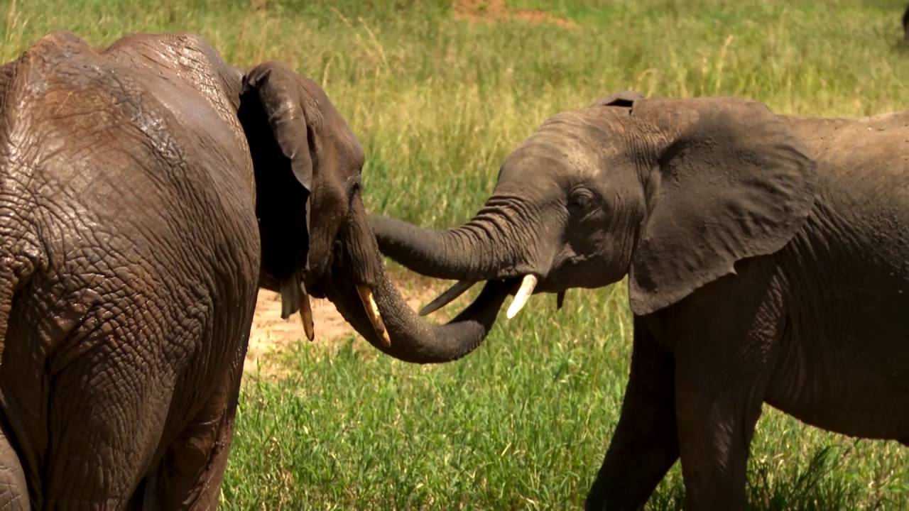 Tansania: Elefanten (1:34)