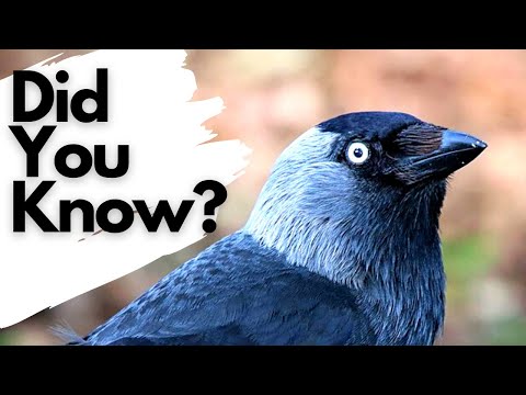 Things you need to know about JACKDAWS!
