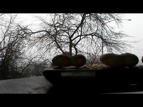 Blue jay comes to the window