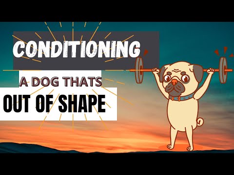 Cómo acondicionar a un perro que está fuera de forma