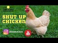 Challenge Shut Up Chicken